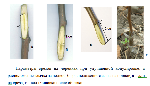 Копулировка плодовых деревьев.png