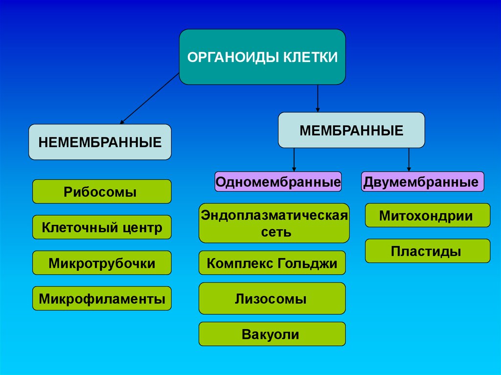 Органоиды