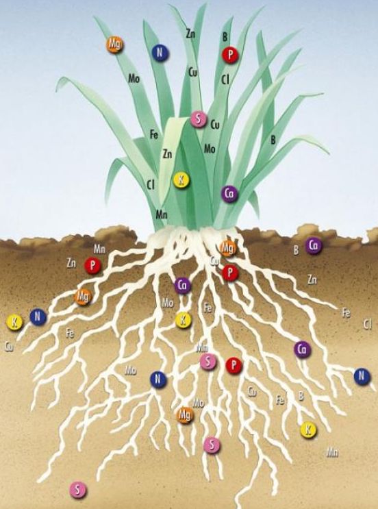 Минеральное питание растений, обзор.