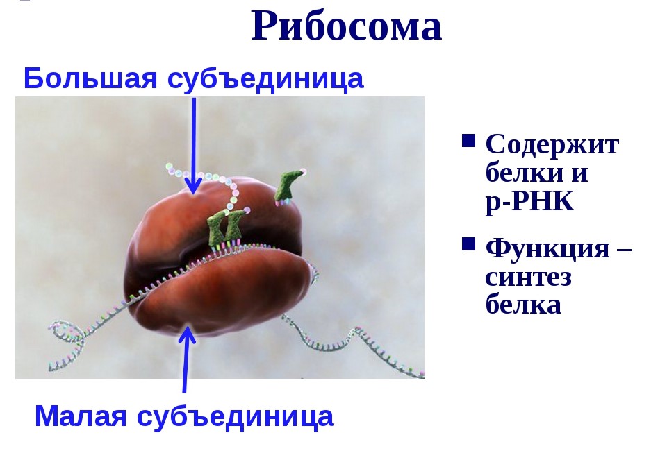 Рибосома