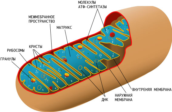 Митохондрия