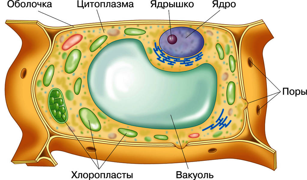 Клетка растения