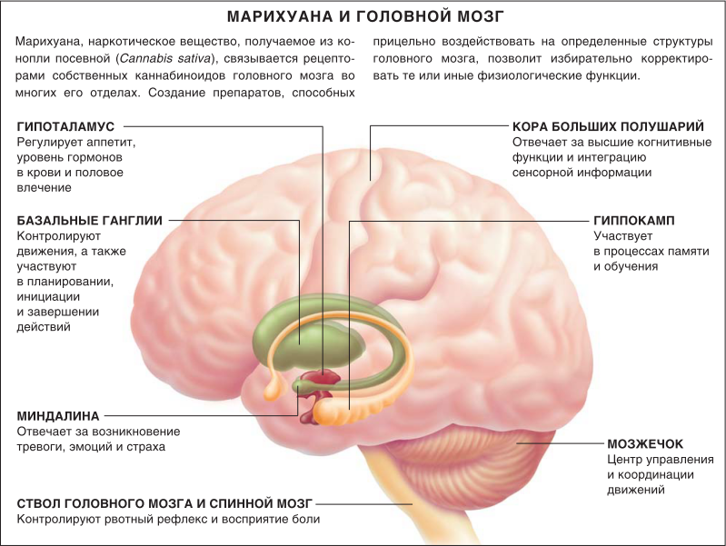 части мозга где активно действует гашиш