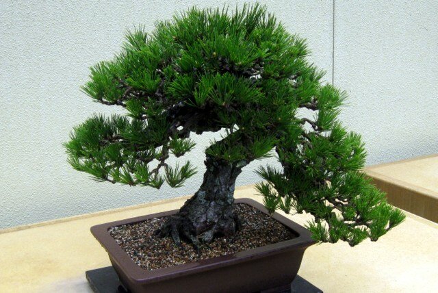 Bonsai