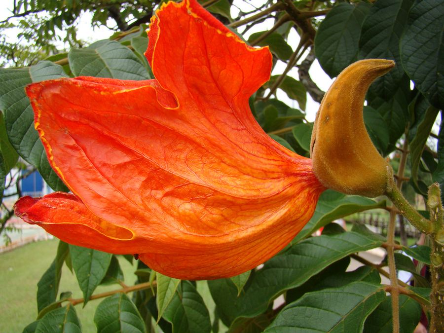 Спатодея колокольчатая (Spathodea campanulata)