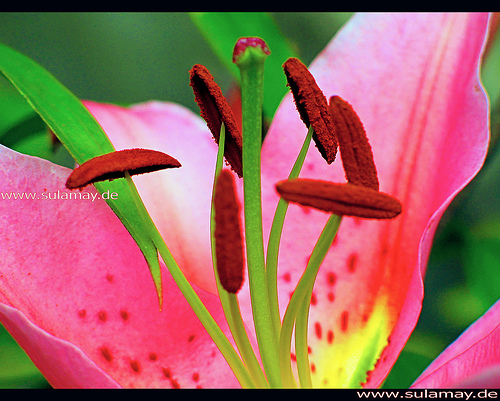 цветок лилия