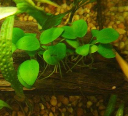 Анубиас нана (Anubias nana)