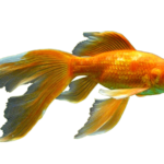 Золотые рыбки: виды,фото и названия.
