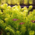 Самые распространенные виды аквариумных растений