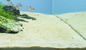 песок аквариум