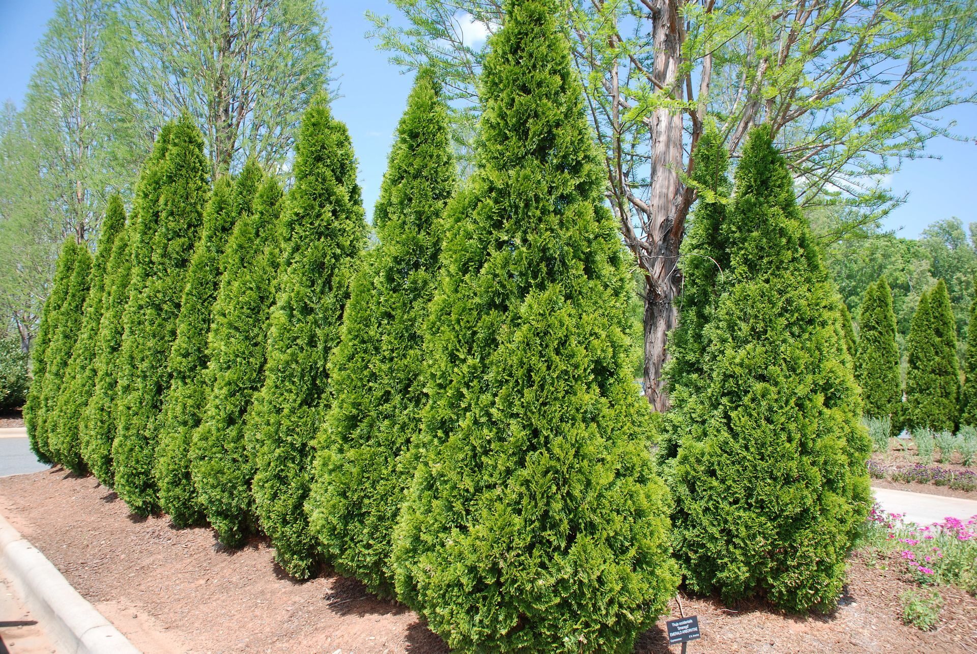 Thuja-Emerald1