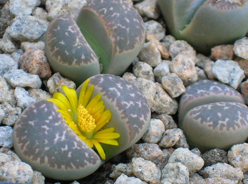 lithops-6