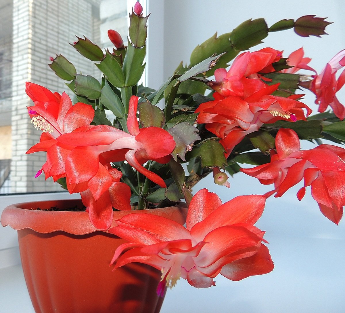 Чтобы поливать цветы водкой