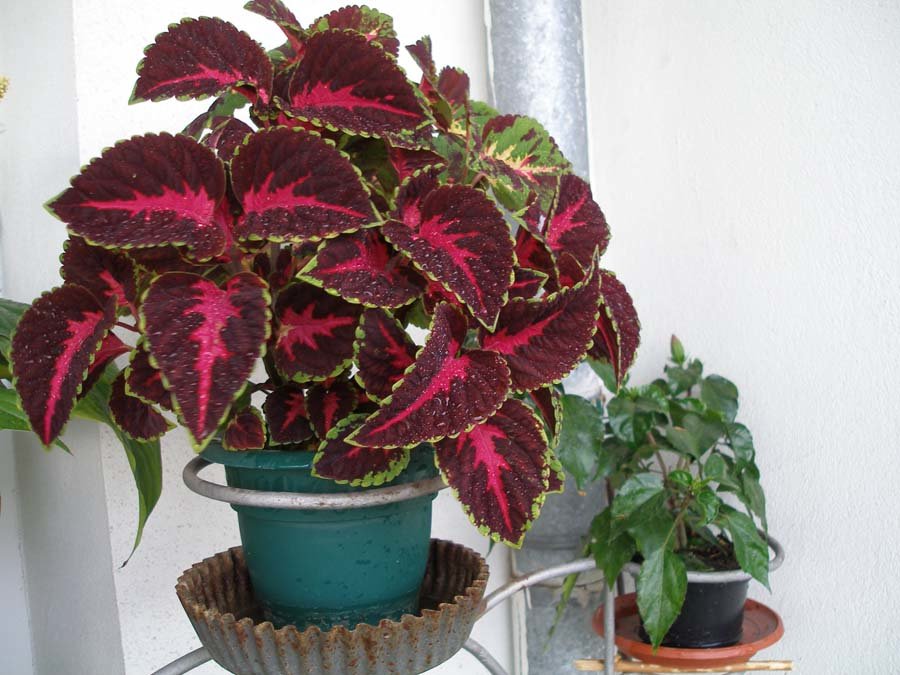 Комнатный цветок крапивка фото