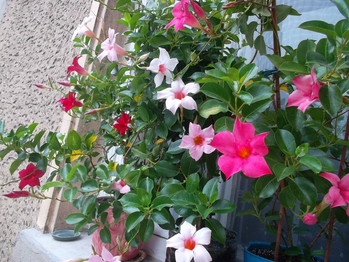 Лиана цветок по фото