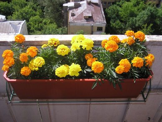 цветы для балконов