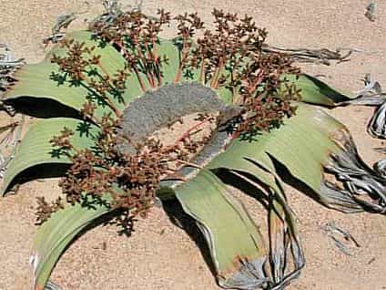 Welwitschia Mirabilis