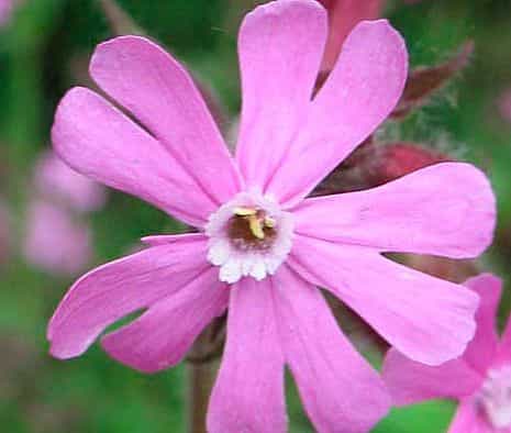 Кэмпион (Силене пушистая) RedCampion