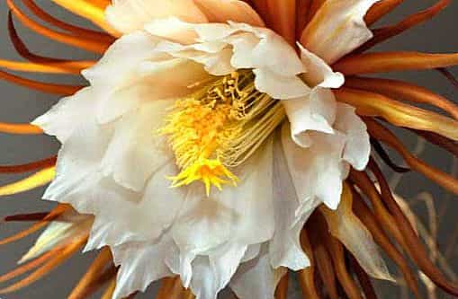 Кадупул цветок (Epiphyllum oxypetalum) KadupalFlower