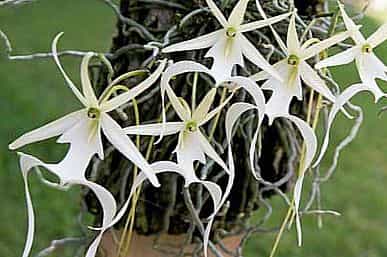 Призрак орхидеи (безлистный Epipogium/Dendrophylax lindenii) ghostorchid
