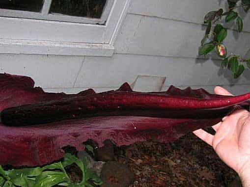 Dracunculus Vulgaris