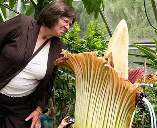 Труп цветка (Аморфофаллус титанический) corpseflower