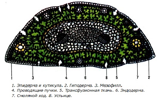 Хвоя в разрезе