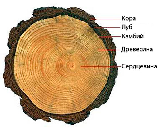 kambiy