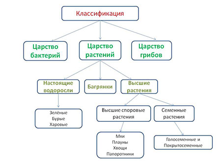 Царство растений классификация схема с примерами.