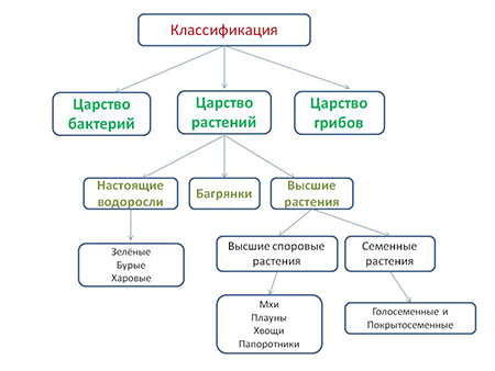 klassifikaciya rasteniy