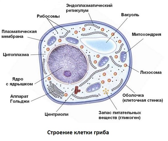Строение клетки гриба