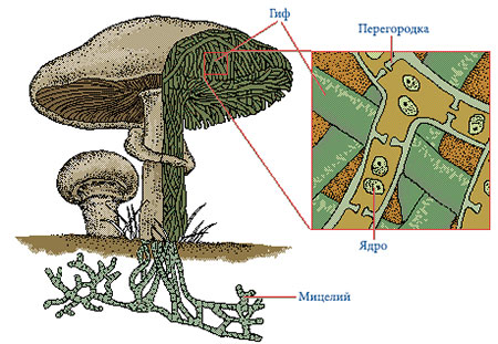 Строение грибов