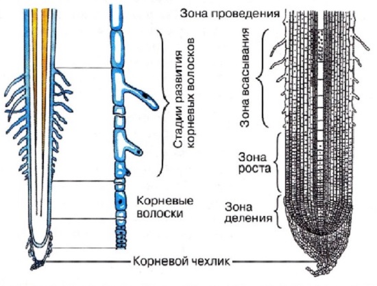 Строение корня