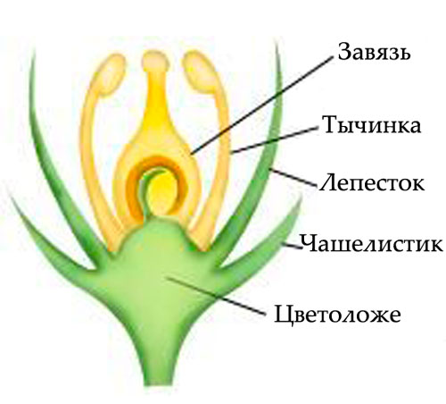 Строение цветка