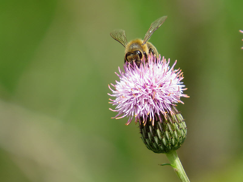 Пчела на цветке бодяка полевого