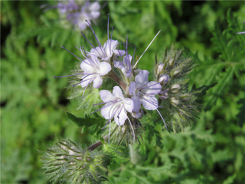 Phacelia tanacetifolia