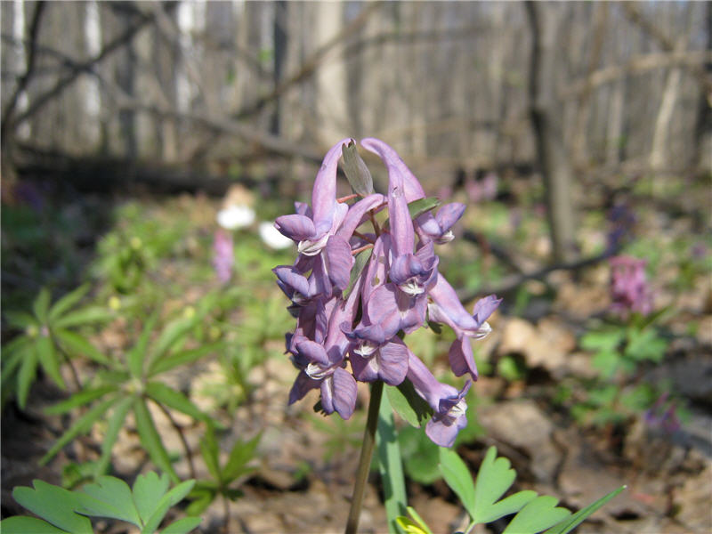 Corydalis solida