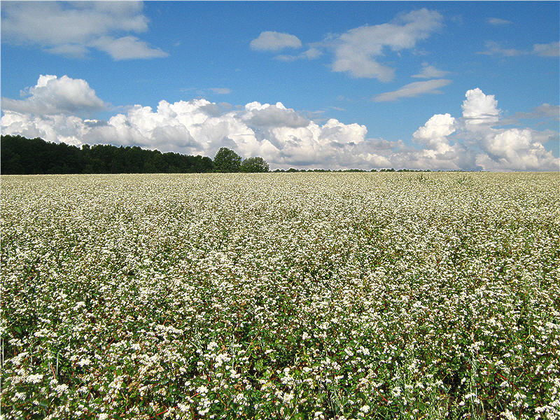 Поле гречки 26.07.2012