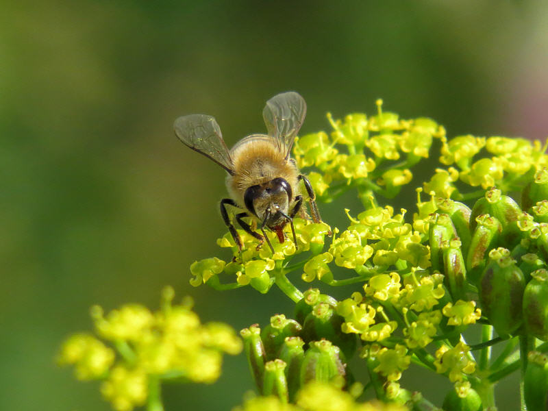 Медоносная пчела (Apis mellifera)