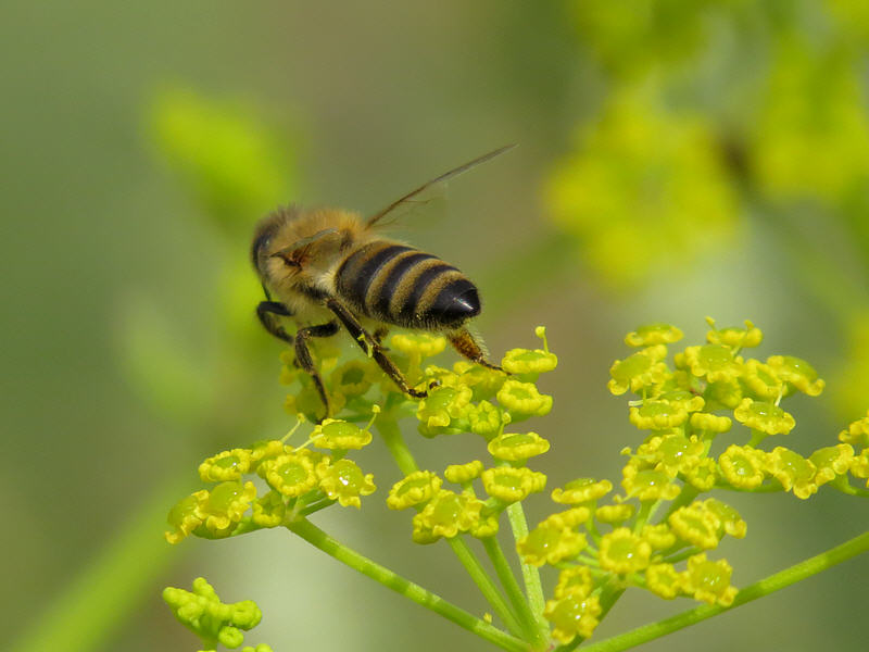 Медоносная пчела (Apis mellifera)