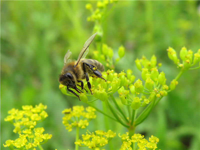 Пчела на цветках пастернака лесного