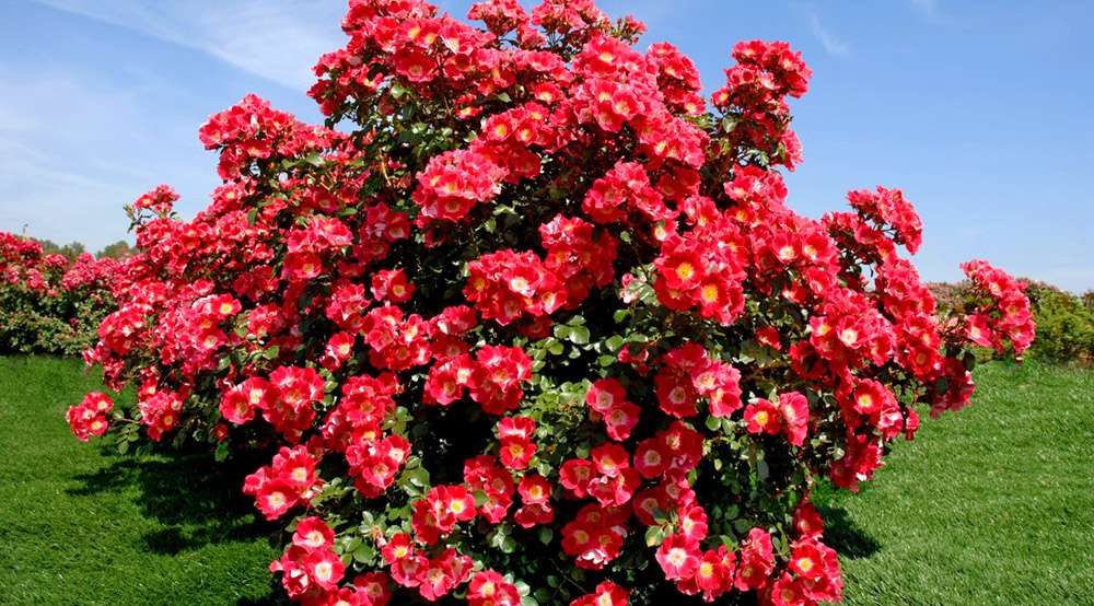 Красные кусты цветов на участке в саду