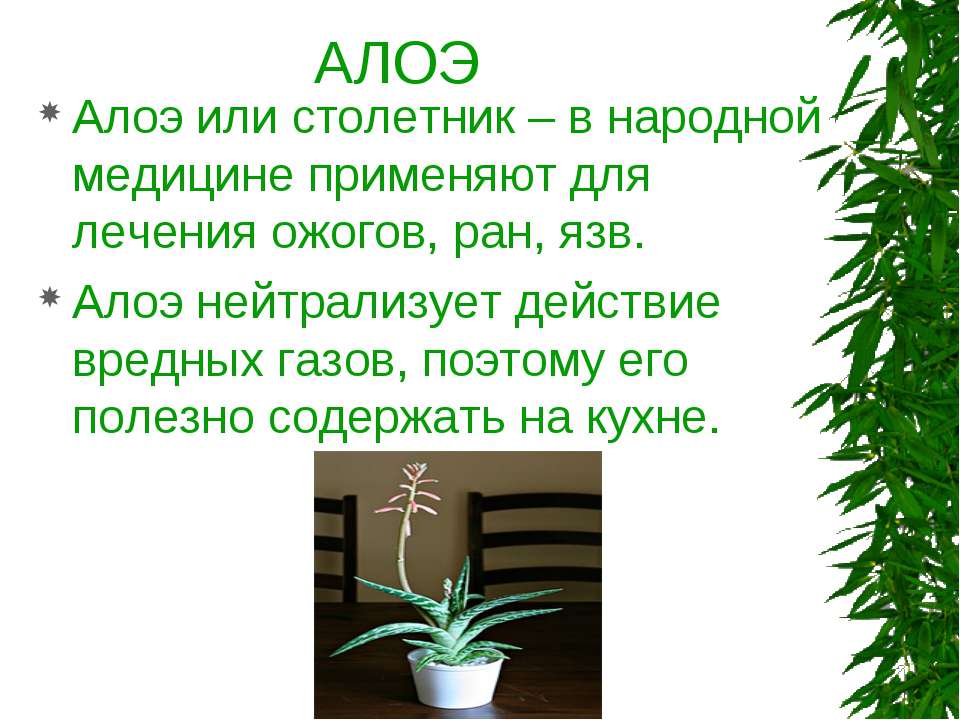 Презентация "комнатные растения - это источник красоты" - скачать бесплатно