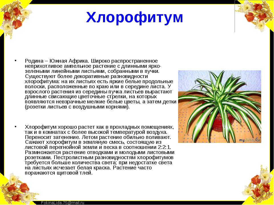 Шаблон презентации "Паспортизация комнатных растений" - скачать бесплатно