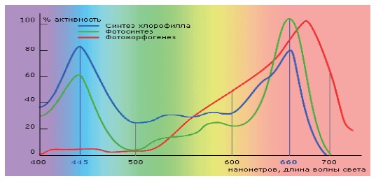 Пики активности основных циклов жизни растений