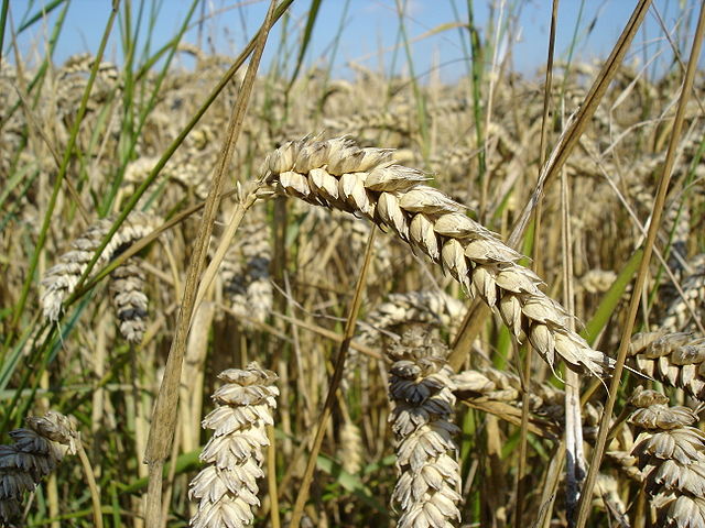 Колос пшеницы