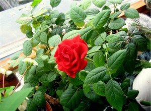 Комнатная роза легкостью избавит вас от стрессов и депрессии