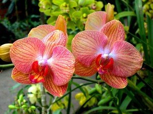 Комнатная орхидея одним только своим видом улучшает настроение