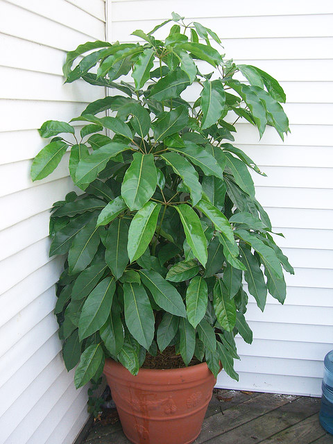 Шеффлера Schefflera