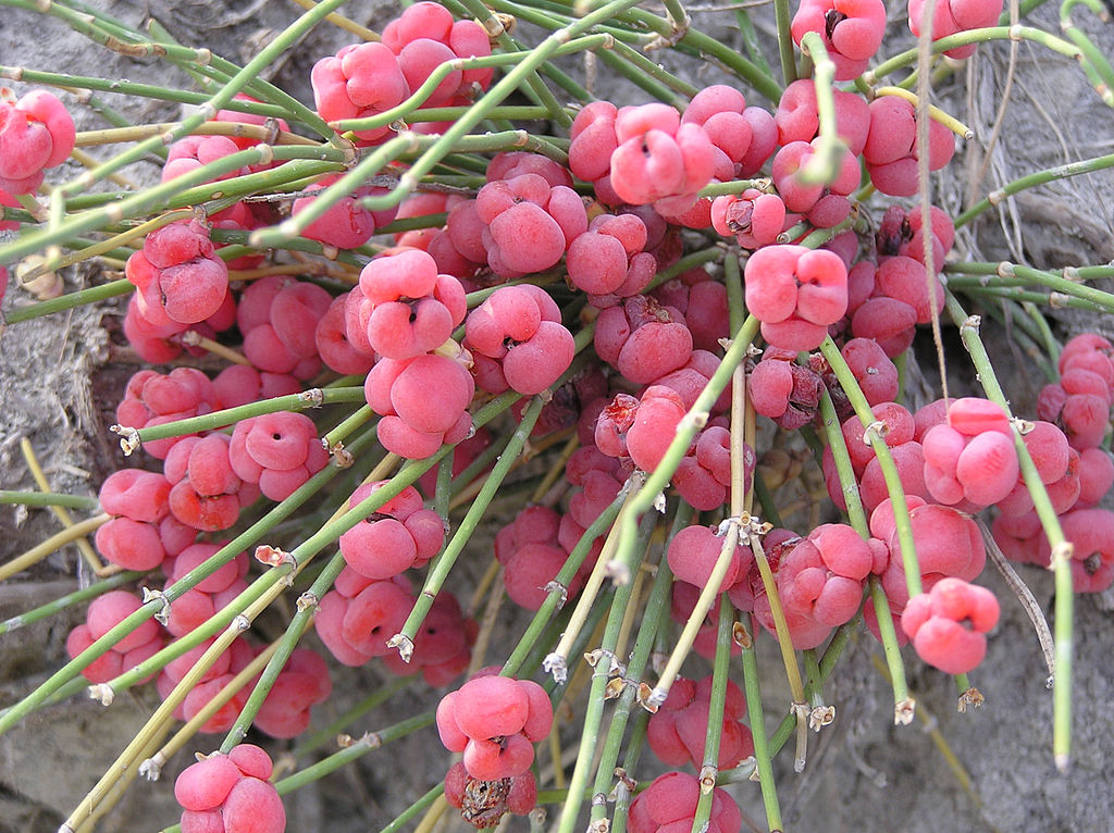 Ephedra_distachya_1